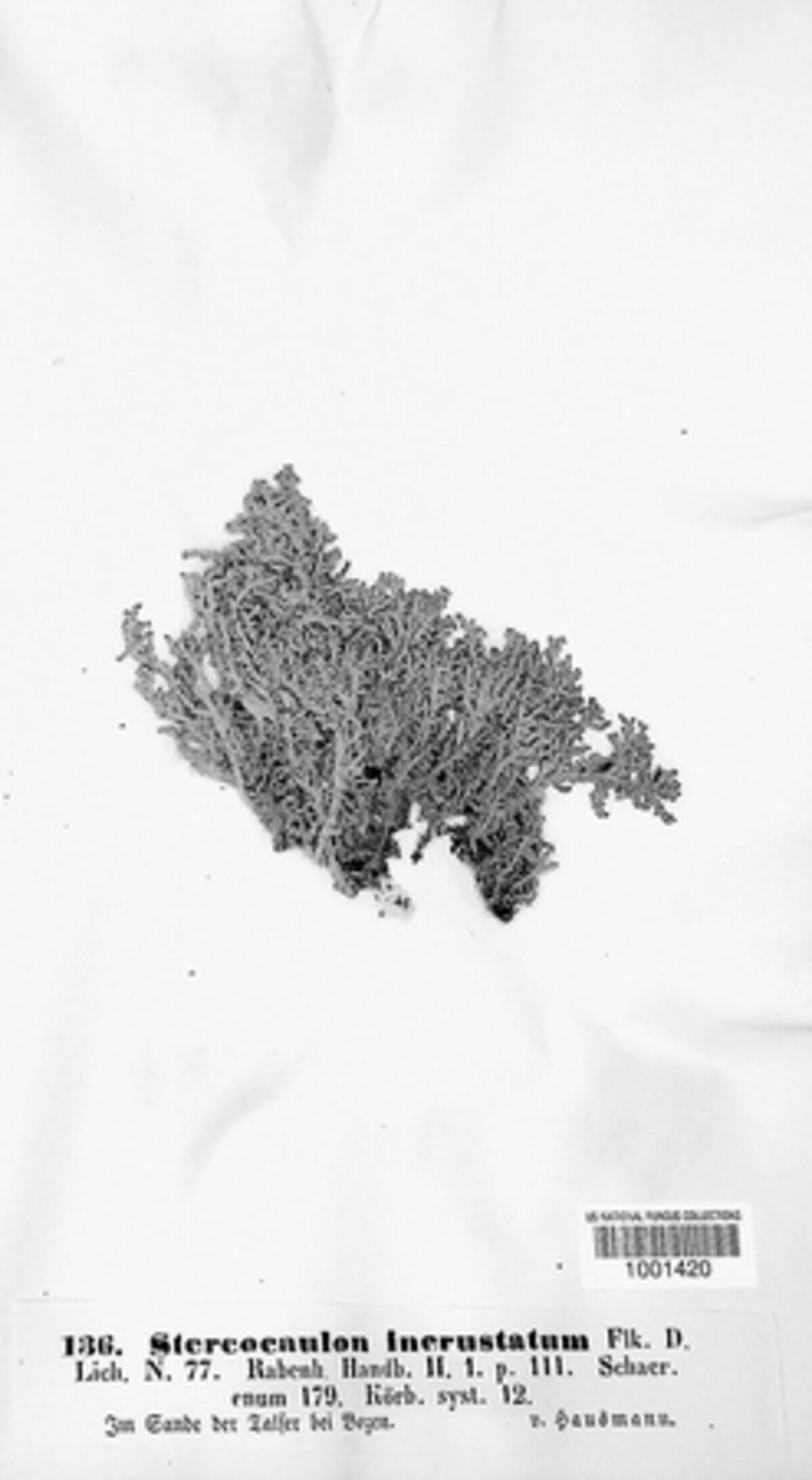 Stereocaulon incrustatum image